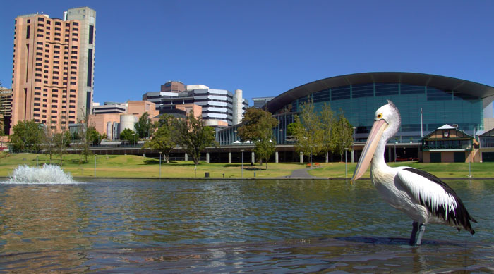 Panoramic-Shot-of-Pelican-in-Adelaide